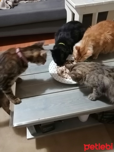 Sarman, Kedi  Tarçın fotoğrafı