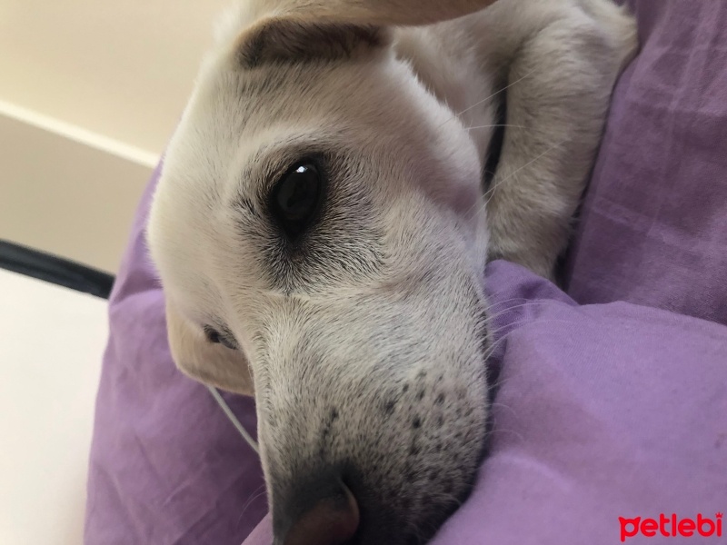 Chihuahua, Köpek  Dobby fotoğrafı