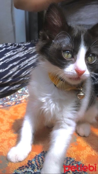 Tuxedo (Smokin) Kedi, Kedi  Zeytin fotoğrafı