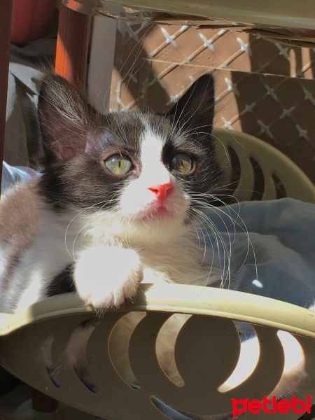 Tuxedo (Smokin) Kedi, Kedi  Zeytin fotoğrafı