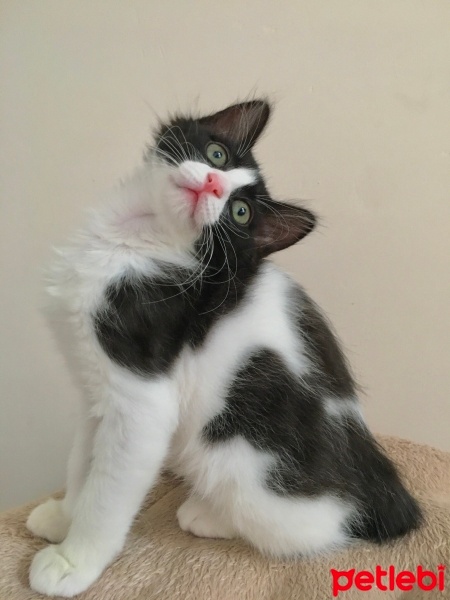 Tuxedo (Smokin) Kedi, Kedi  Zeytin fotoğrafı