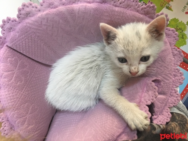 Tekir Kedi, Kedi  Pamuk fotoğrafı