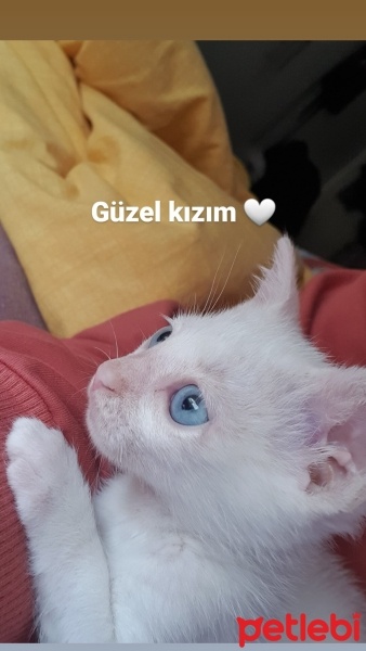 Ankara Kedisi, Kedi  Dobby fotoğrafı