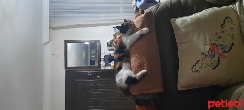 Tekir Kedi, Kedi  Çakıl fotoğrafı