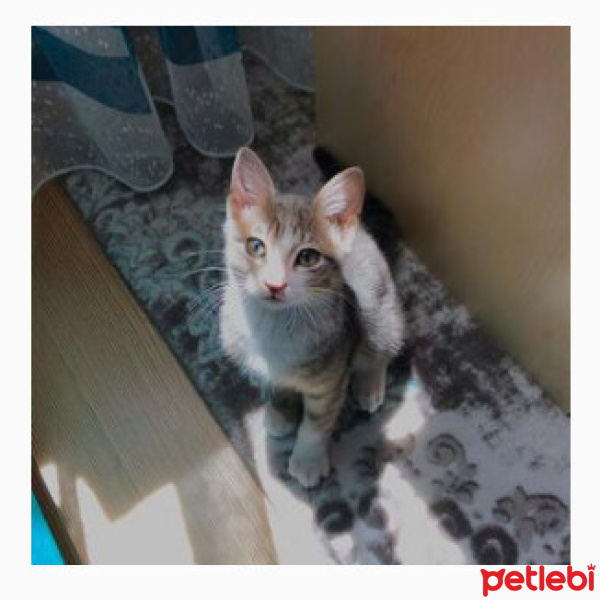 Tekir Kedi, Kedi  Zeus fotoğrafı