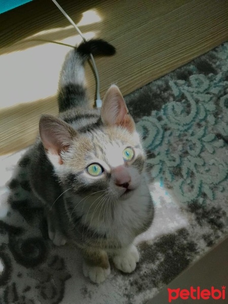 Tekir Kedi, Kedi  Zeus fotoğrafı