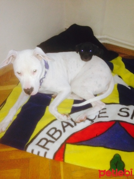 Amerikan Pitbull Terrier, Köpek  Yaman fotoğrafı