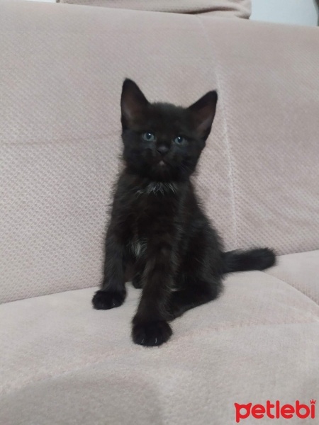 Bombay, Kedi  zeytin fotoğrafı