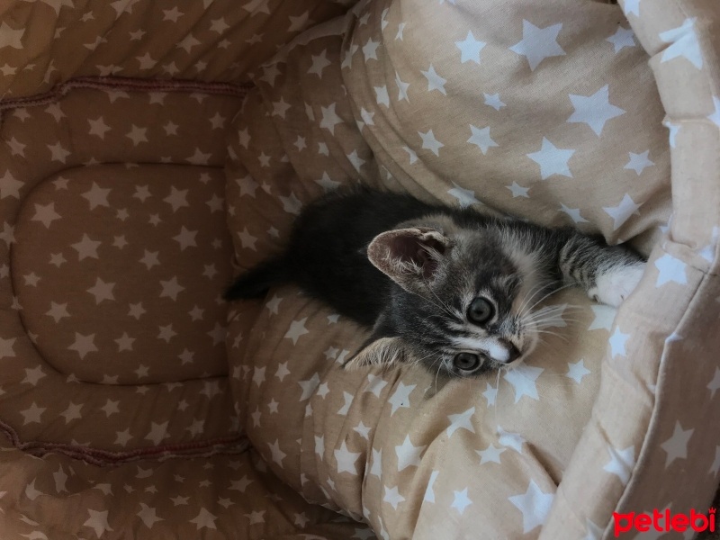 Tekir Kedi, Kedi  Duman fotoğrafı