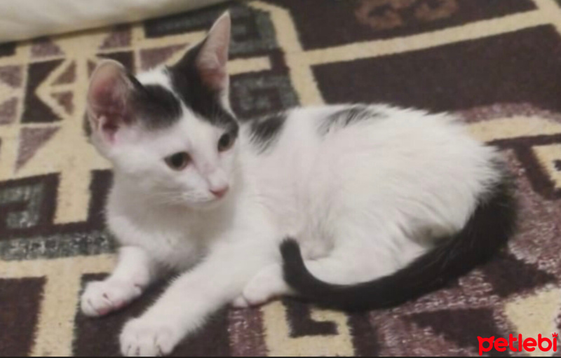 Tuxedo (Smokin) Kedi, Kedi  Pamuk fotoğrafı