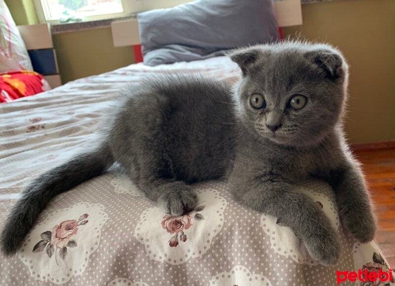 Scottish Fold, Kedi  Marsel fotoğrafı