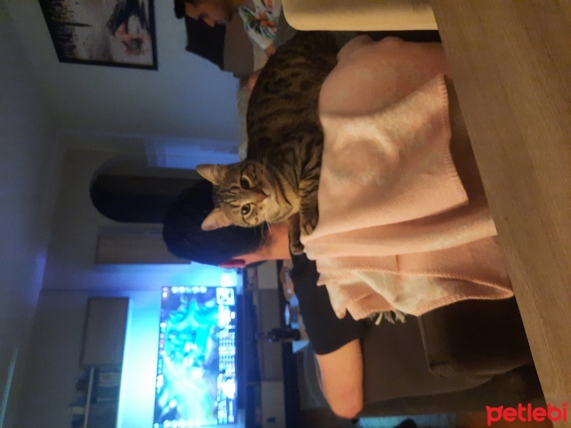 Tekir Kedi, Kedi  Köfte fotoğrafı