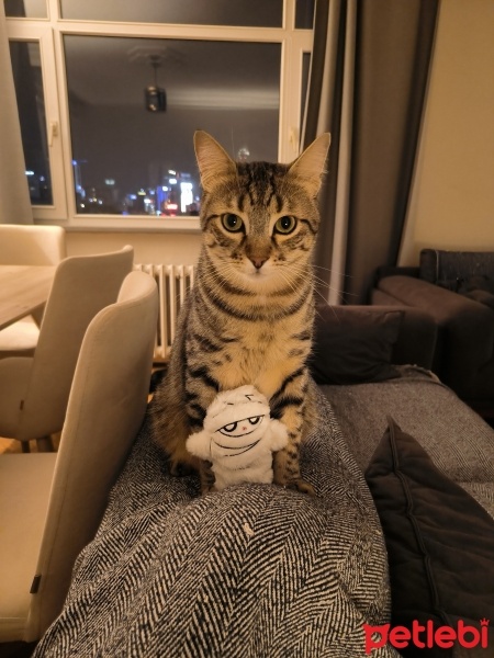 Tekir Kedi, Kedi  Köfte fotoğrafı