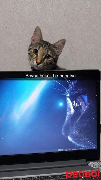 Tekir Kedi, Kedi  Arya fotoğrafı