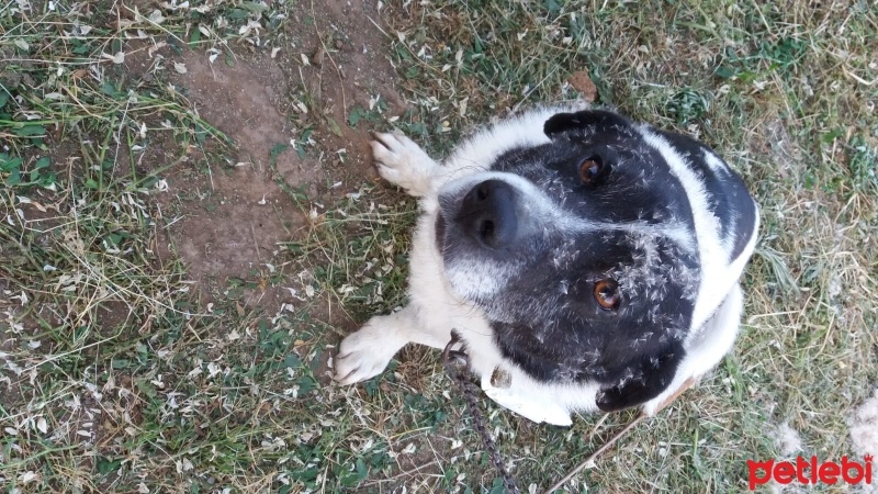 Sokö (Sokak Köpeği), Köpek  Rex fotoğrafı