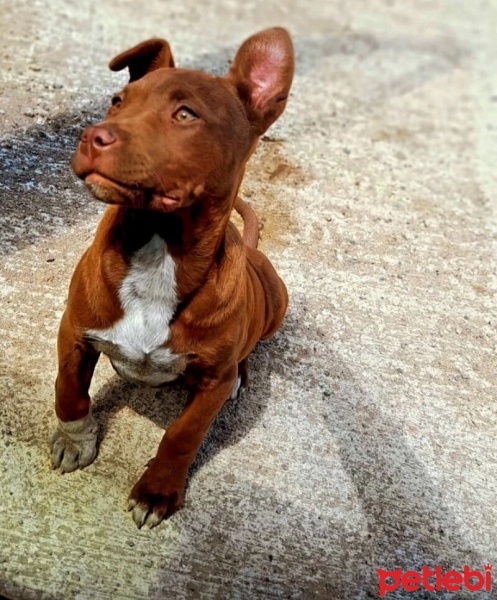 Amerikan Pitbull Terrier, Köpek  zeyna fotoğrafı