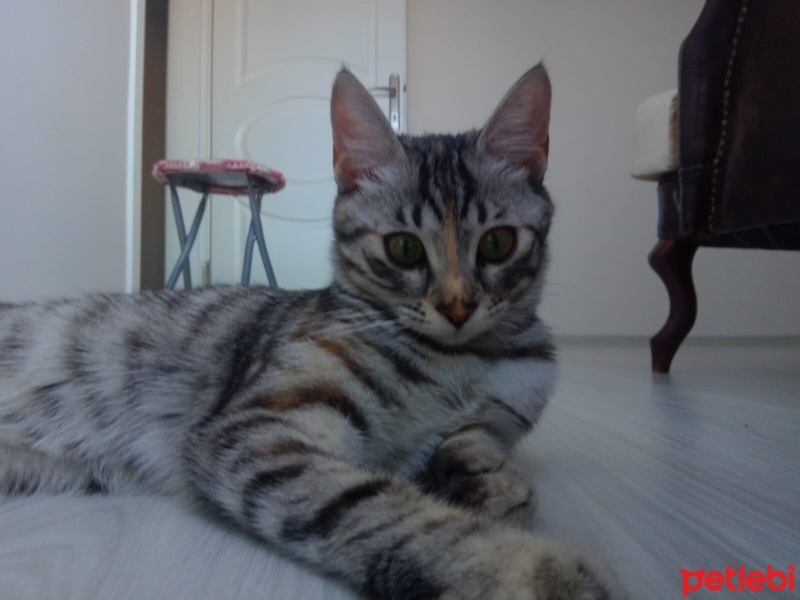 Tekir Kedi, Kedi  SAKIZ fotoğrafı