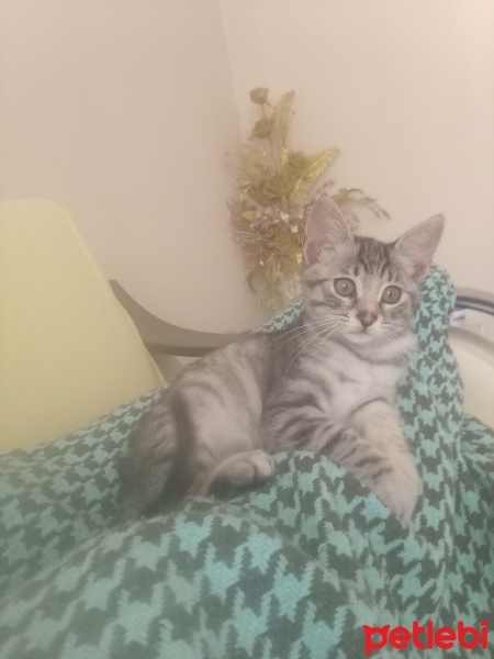 Tekir Kedi, Kedi  SAKIZ fotoğrafı