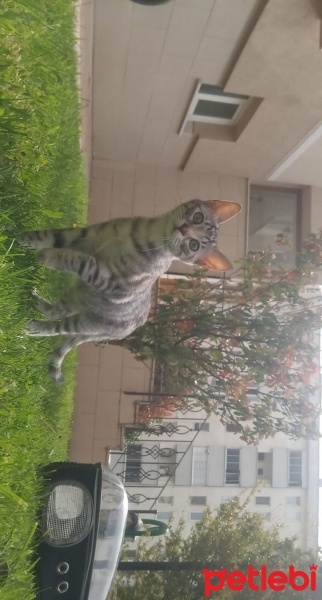 Tekir Kedi, Kedi  SAKIZ fotoğrafı