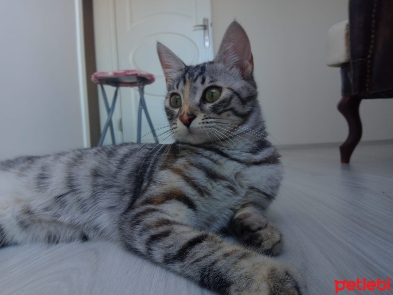 Tekir Kedi, Kedi  SAKIZ fotoğrafı