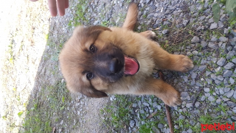 Alman Çoban Köpeği, Köpek  Carlos fotoğrafı