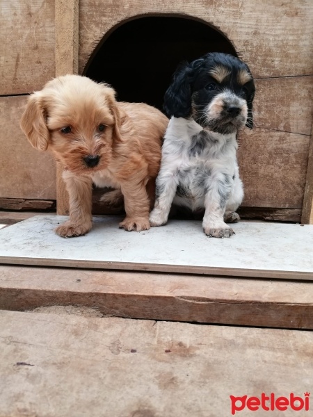 İngiliz Cocker Spaniel, Köpek  COCKER YAVRU fotoğrafı
