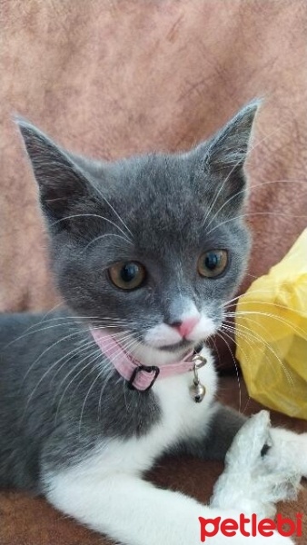 British Shorthair, Kedi  Bıyık fotoğrafı