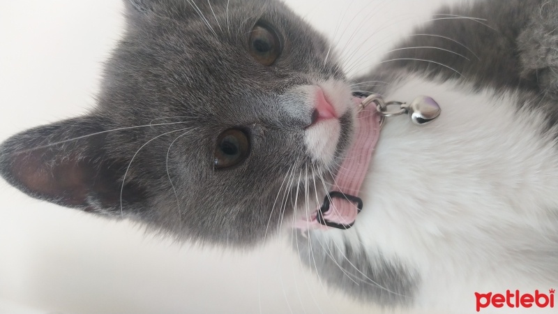 British Shorthair, Kedi  Bıyık fotoğrafı