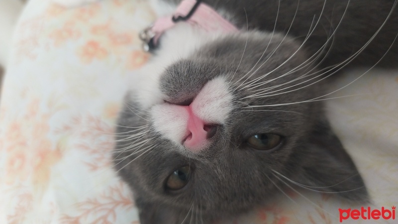 British Shorthair, Kedi  Bıyık fotoğrafı