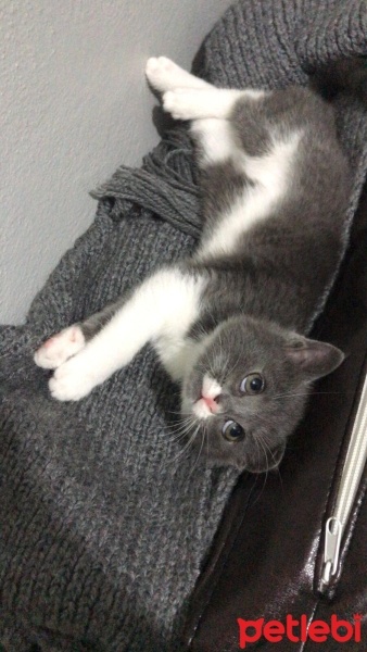 British Shorthair, Kedi  Bıyık fotoğrafı