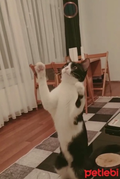 Tekir Kedi, Kedi  pakıze fotoğrafı