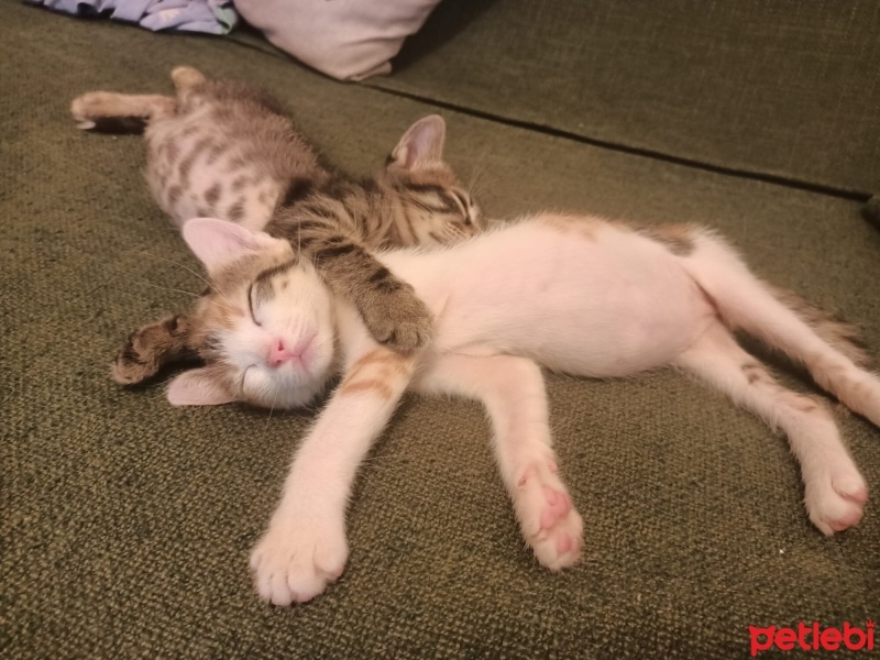 Tekir Kedi, Kedi  pakıze fotoğrafı
