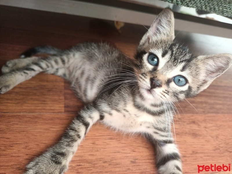 Tekir Kedi, Kedi  pakıze fotoğrafı