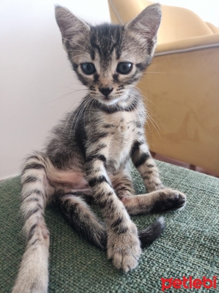 Tekir Kedi, Kedi  pakıze fotoğrafı