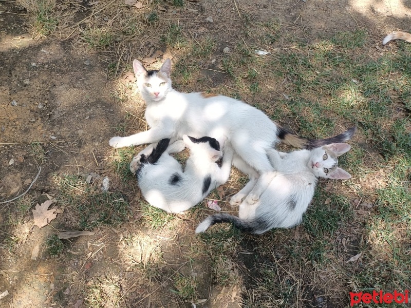 Tekir Kedi, Kedi  pakıze fotoğrafı