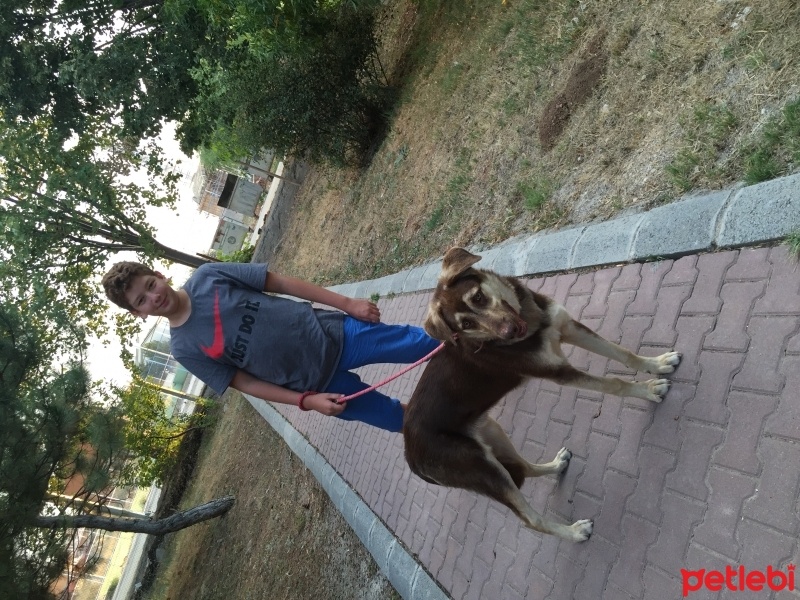 Türk Tazısı, Köpek  Toffi fotoğrafı