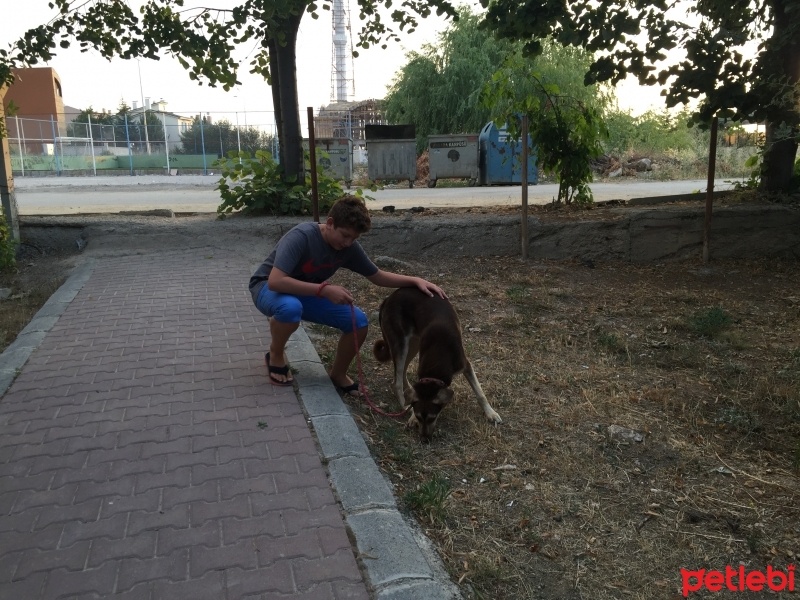 Türk Tazısı, Köpek  Toffi fotoğrafı