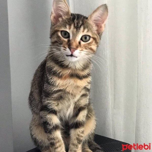 Bengal, Kedi  Nazlı fotoğrafı