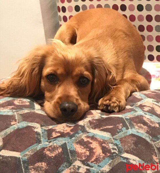 Amerikan Cocker Spaniel, Köpek  Cockie fotoğrafı