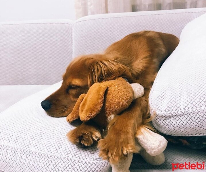 Amerikan Cocker Spaniel, Köpek  Cockie fotoğrafı