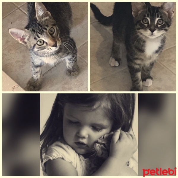 Tekir Kedi, Kedi  Bebiş fotoğrafı