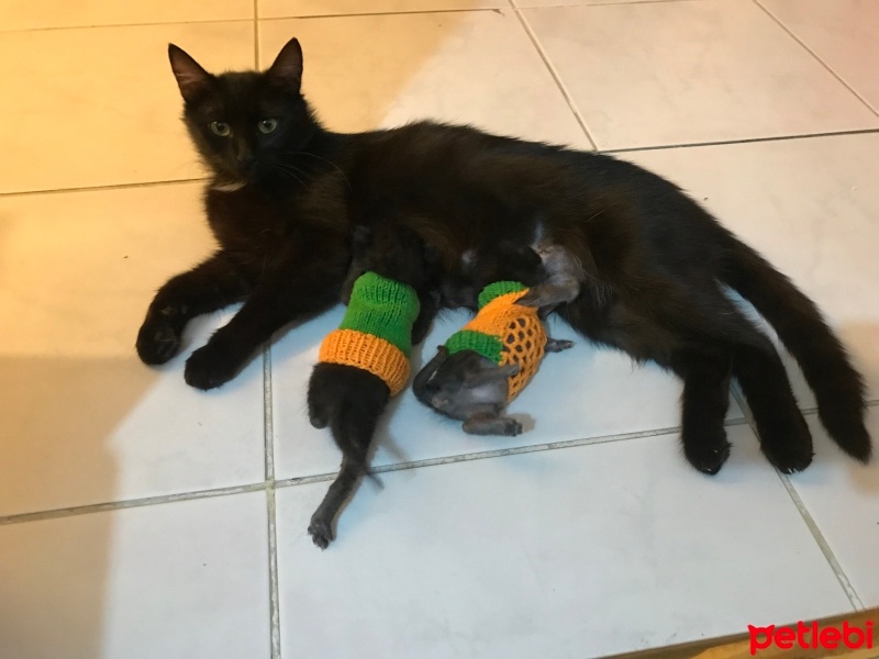 Bombay, Kedi  Gece fotoğrafı