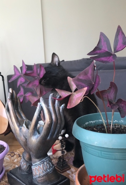 Bombay, Kedi  Gece fotoğrafı