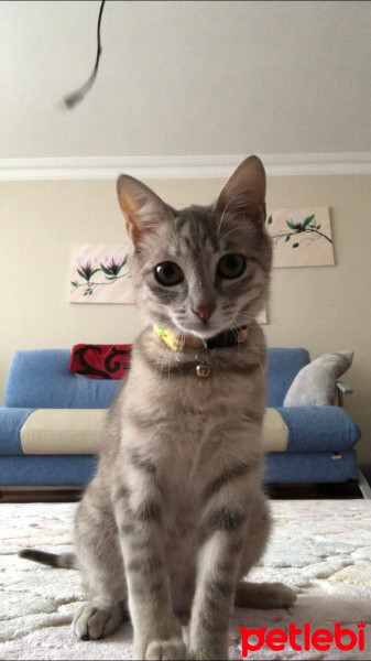 British Shorthair, Kedi  Miya fotoğrafı