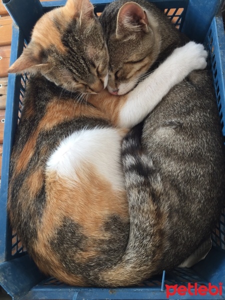Tekir Kedi, Kedi  Hannibal fotoğrafı