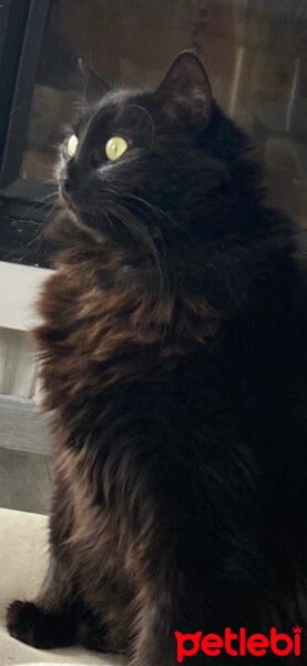 Oriental Longhair, Kedi  Şirin fotoğrafı