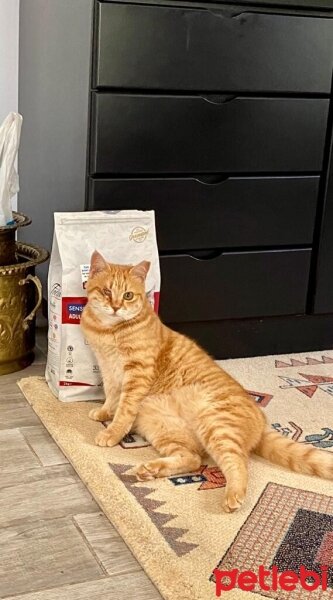 Oriental Longhair, Kedi  Şirin fotoğrafı