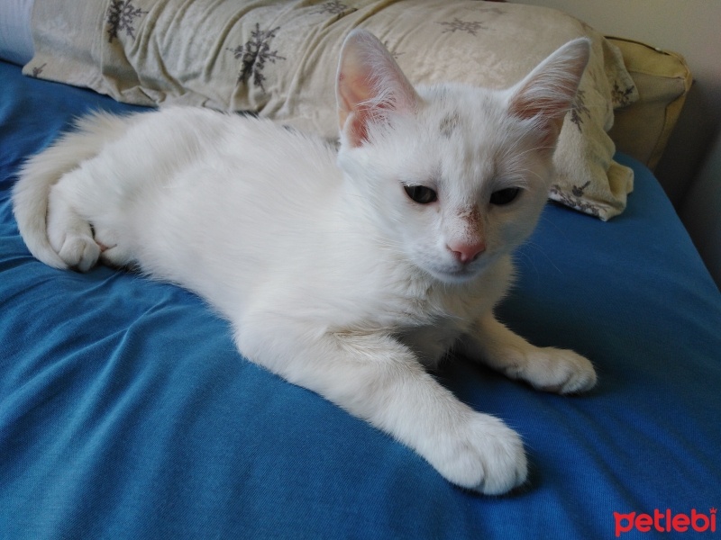 Ankara Kedisi, Kedi  Maşa fotoğrafı