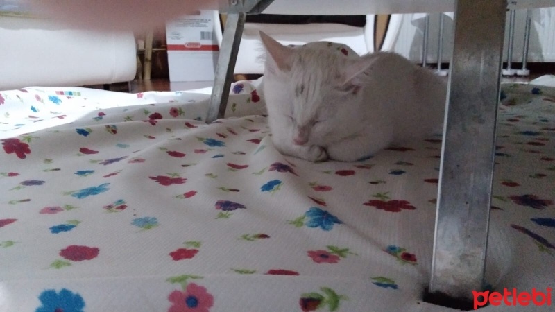 Ankara Kedisi, Kedi  Maşa fotoğrafı