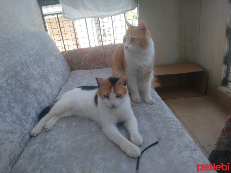 Tekir Kedi, Kedi  Papatya &Minik fotoğrafı